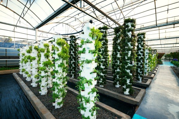 Hydroponics and Vertical Farming: The Future of Sustainable Agriculture